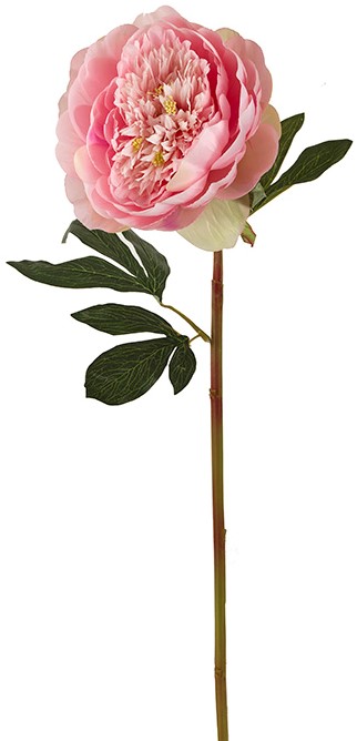 Διακοσμητικό λουλούδι Lactiflora