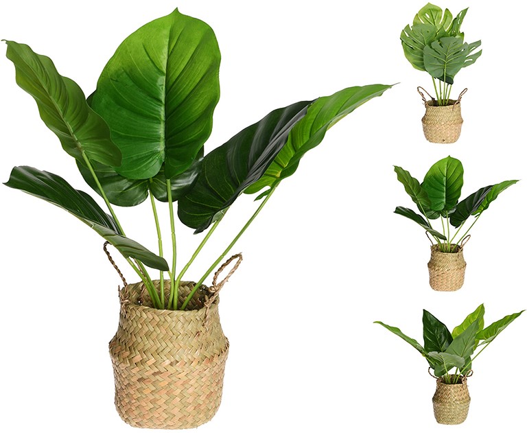 Μίνι Φυτά σε κασπώ Bayleef