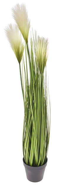 Monkey grass σε κασπώ x3 άνθη