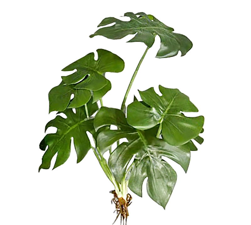 Διακοσμητικά φύλλα φοίνικα Monstera