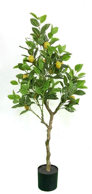 Διακοσμητικό φυτό Λεμονιά σε κασπώ