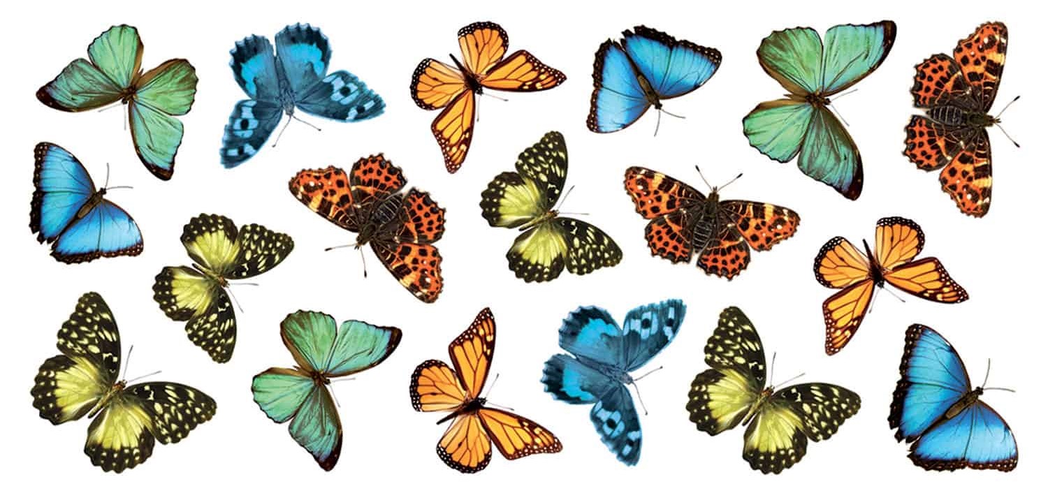Διακοσμητικά αυτοκόλλητα τοίχου Colourful Butterflies Ango