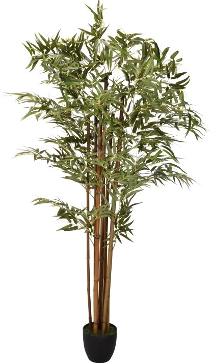 Φυτό Bambooleaves