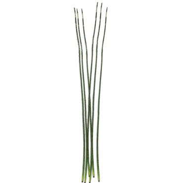 Thin green leaf