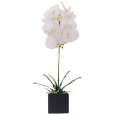 Διακοσμητικό λουλούδι Orchidea σε γλάστρα