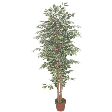 Διακοσμητικό φυτό Ficus σε γλάστρα 170
