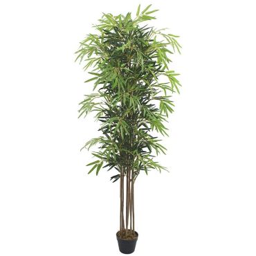 Διακοσμητικό φυτό bamboo σε γλάστρα