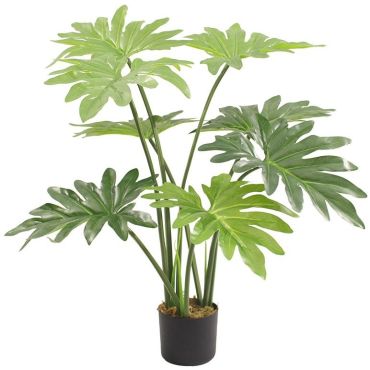 Διακοσμητικό φυτό Philodendron σε γλάστρα
