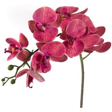 Κλαρί φαλαίνοψις Orchid