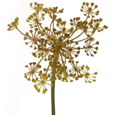 Clarity with brown / green flowers for compositions