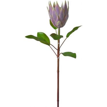 Decorative Protea King 
