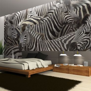 Φωτοταπετσαρία - Herd of zebras