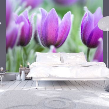 Φωτοταπετσαρία - Purple spring tulips