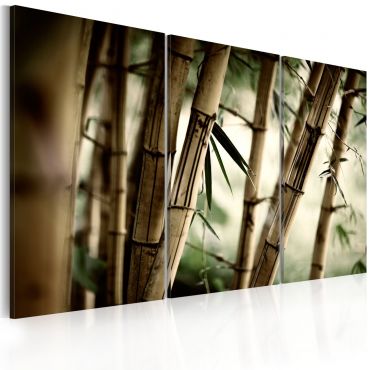 Canvas Print - In a tropical forest