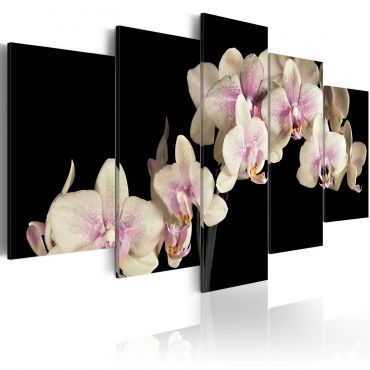 Πίνακας - An orchid on a contrasting background