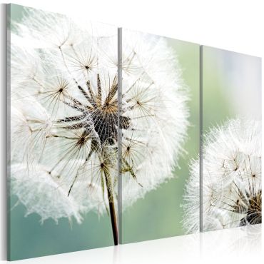 Canvas Print - Fluffy dandelions