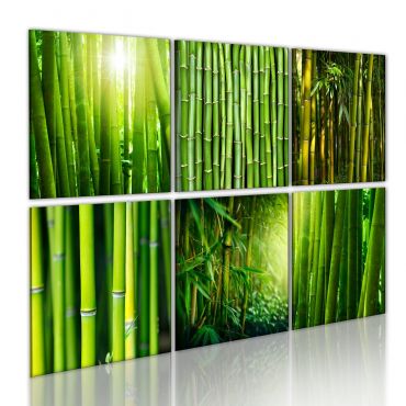 Πίνακας - Bamboo has many faces