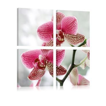 Πίνακας - Fancy orchid