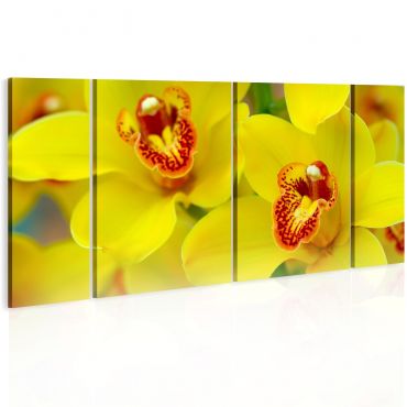 Πίνακας - Orchids - intensity of yellow color
