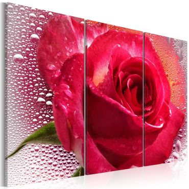 Canvas Print - Lady Rose - triptych