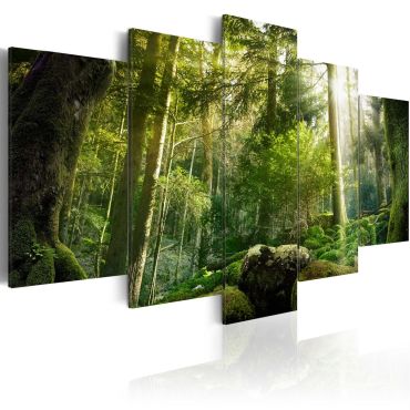 Canvas Print -  The Beauty of the Forest