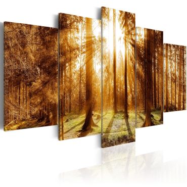 Canvas Print - Forest Illumination