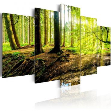 Canvas Print - Poetry of a Forest