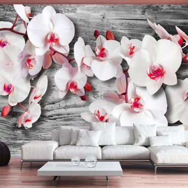 Φωτοταπετσαρία - Callous orchids