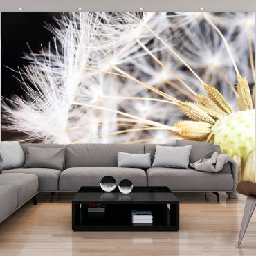 Wallpaper - Fluffy dandelion