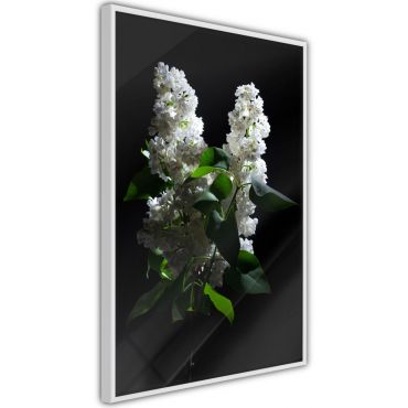Αφίσα - White Lilac