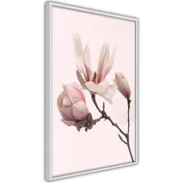 Αφίσα - Blooming Magnolias II