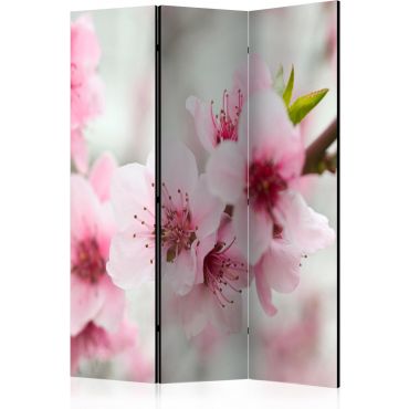 Divider with 3 sections - Spring, blooming tree - pink flowers [Room Dividers]