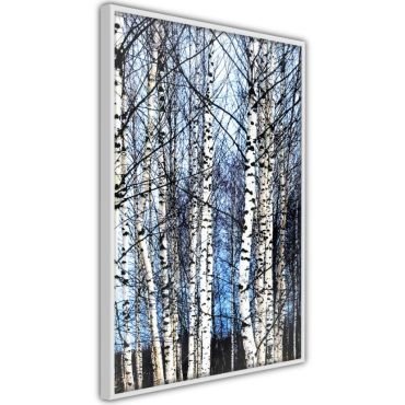 Αφίσα - Winter Birch Trees