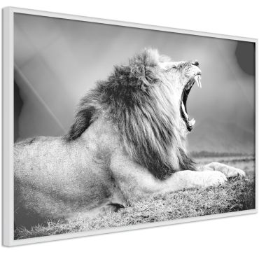 Αφίσα - Yawning Lion