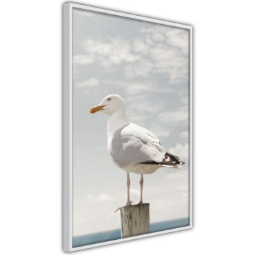 Αφίσα - Curious Seagull