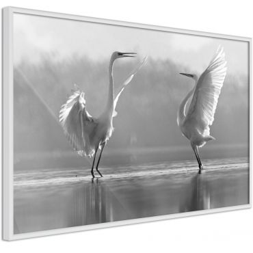 Αφίσα - Black and White Herons