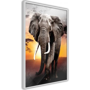 Αφίσα - Majestic Elephant
