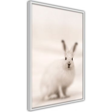 Αφίσα - Curious Rabbit