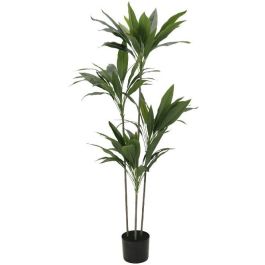 Διακοσμητικό φυτό Velvet Tree σε γλάστρα