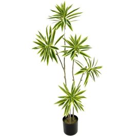 Διακοσμητικό φυτό Fatsia σε γλάστρα 110