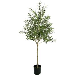 Διακοσμητικό φυτό Olive Tree σε γλάστρα