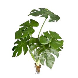 Διακοσμητικά φύλλα φοίνικα Monstera