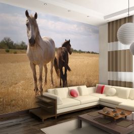 Φωτοταπετσαρία - Horse and foal