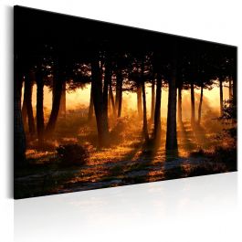 Canvas Print - Forest Dawn
