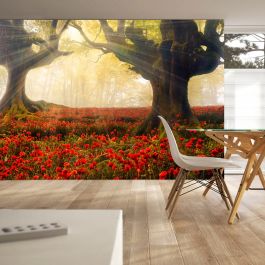 Wallpaper - Morning among poppies