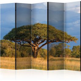 Διαχωριστικό με 5 τμήματα - African acacia tree, Hwange National Park, Zimbabwe II [Room Dividers]