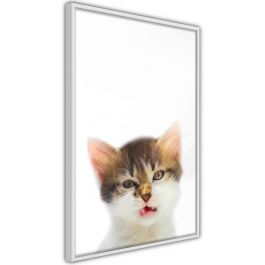 Αφίσα - Funny Kitten