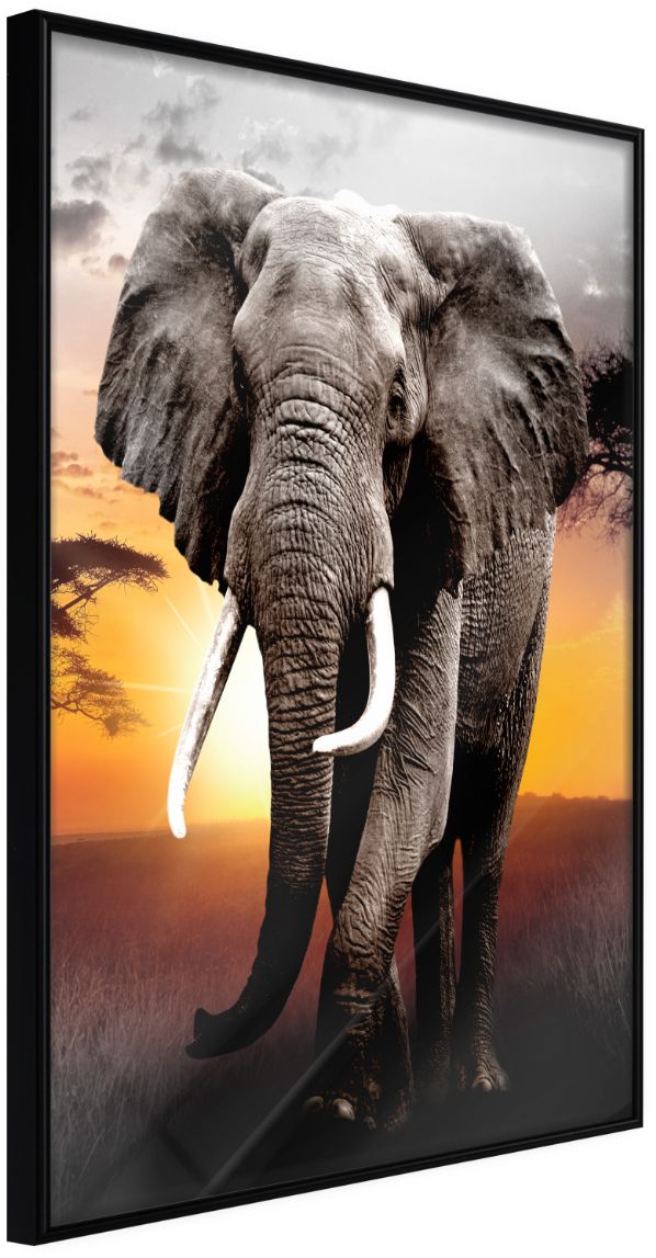 PoliHome Αφίσα - Majestic Elephant - 30x45 - Μαύρο - Χωρίς πασπαρτού