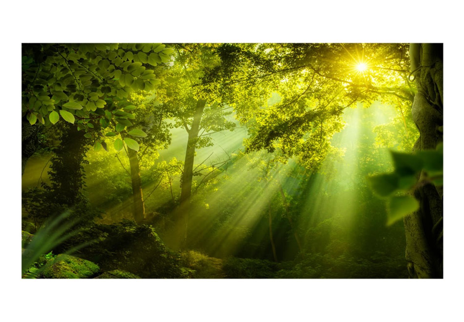 Ταπετσαρία XXL - In a Secret Forest II 500x280 φωτογραφία