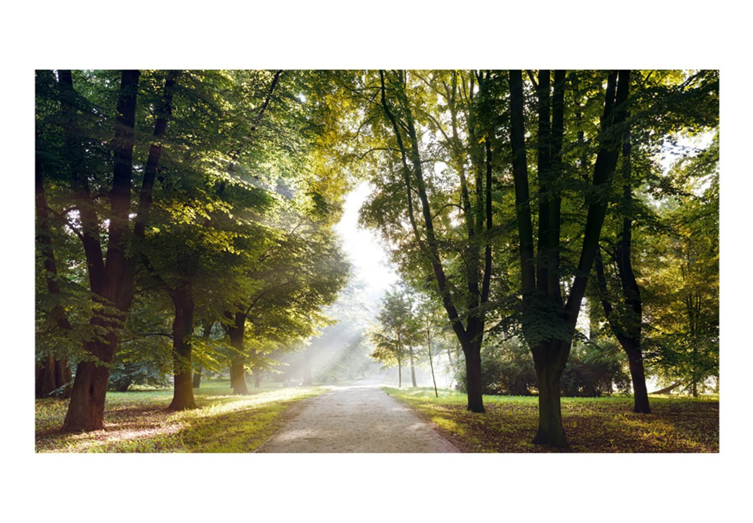 Ταπετσαρία XXL - Morning Walk II 500x280 φωτογραφία